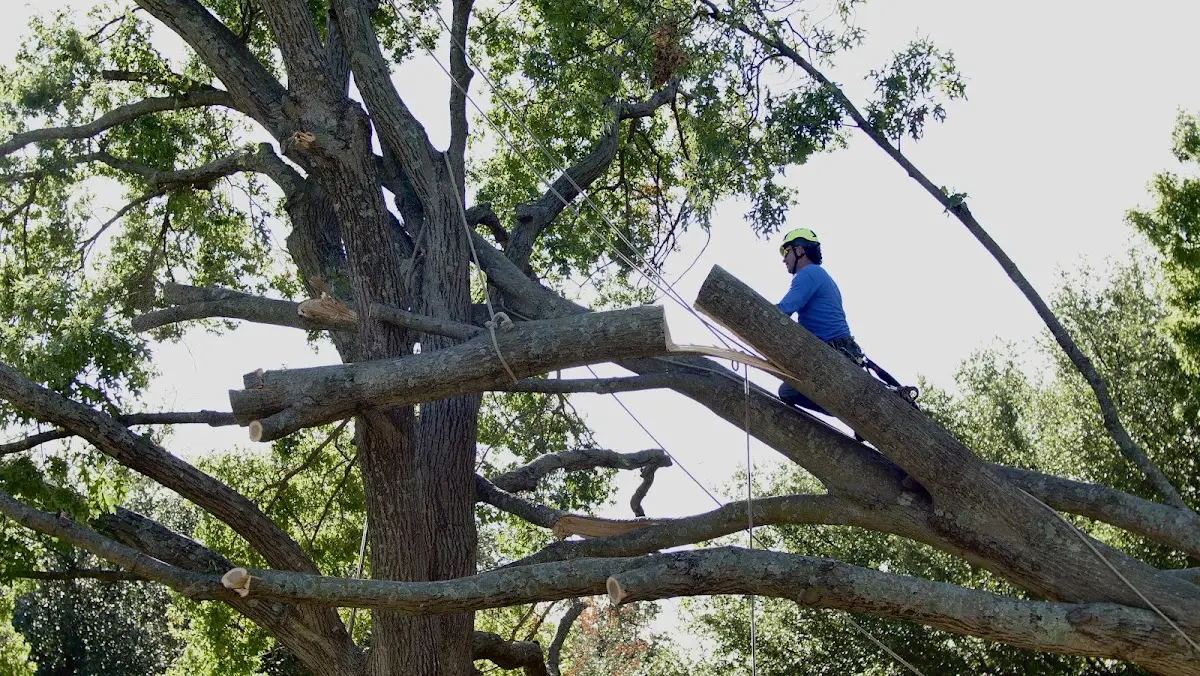 Professional Crown Thinning performed by certified arborists in Los Alamos