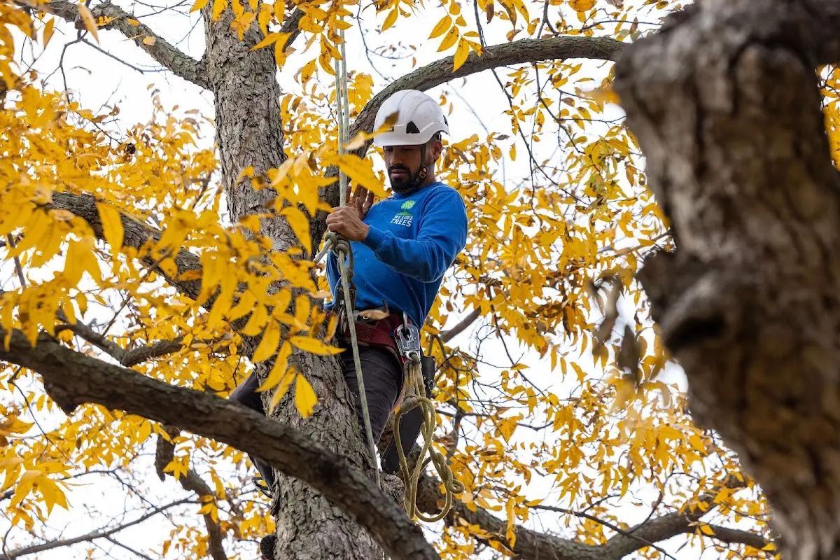 Skilled Tree Pruning crew working in Los Alamos