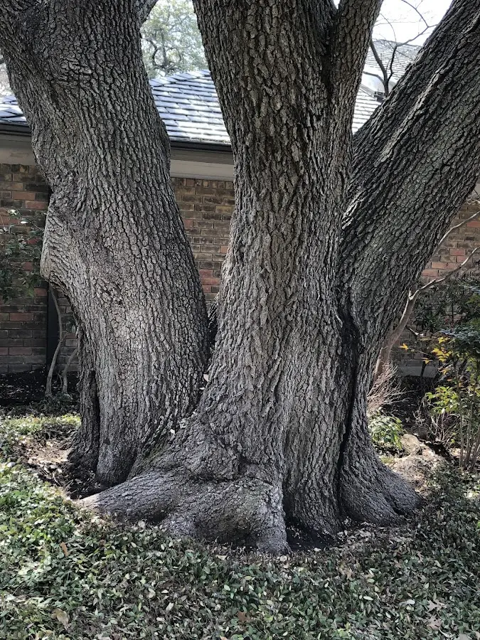 Mature heritage tree close to a Los Alamos property cared for by certified arborists